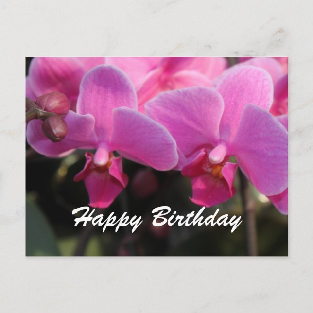 Lovely pink orchid flowers. Birthday wishes Postcard (Front)
