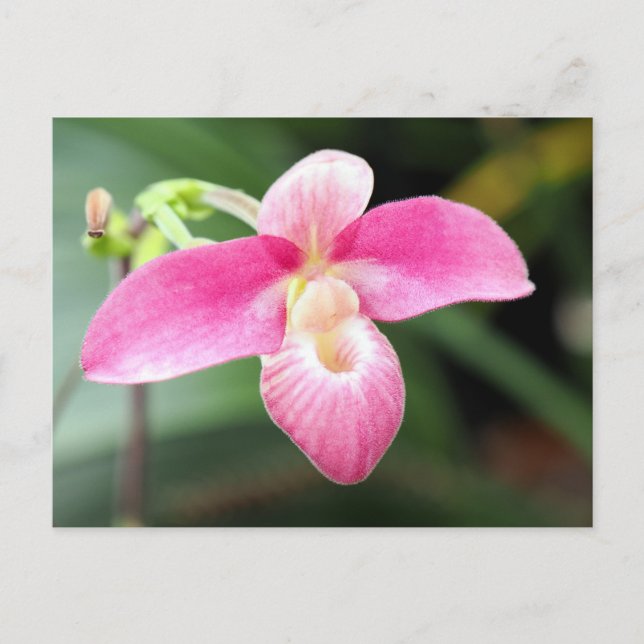 Lovely Pink Orchid Holiday Postcard (Front)