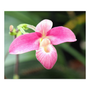 Lovely Pink Orchid Photo Print