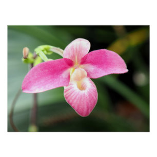 Lovely Pink Orchid Poster