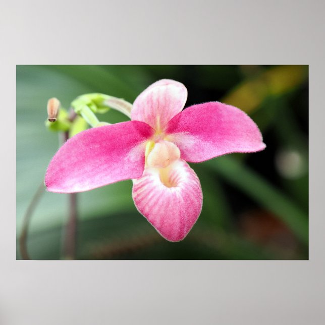 Lovely Pink Orchid Poster (Front)