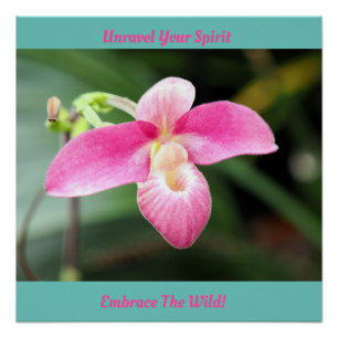 Lovely Pink Orchid Poster