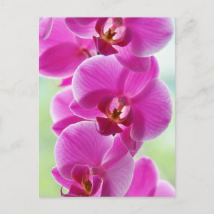 Lovely Pink Orchids Postcard