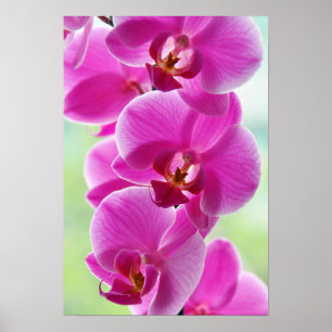 Lovely Pink Orchids Poster