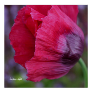 Lovely Pink & Purple Poppy  Poster