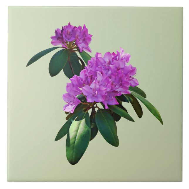 Lovely Pink Rhododendrons Tile (Front)