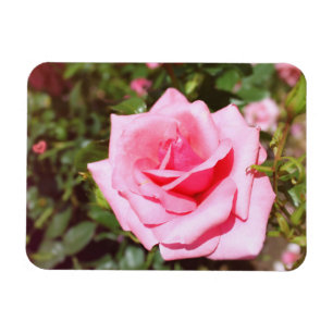 lovely pink rose flower with sweet hearts magnet
