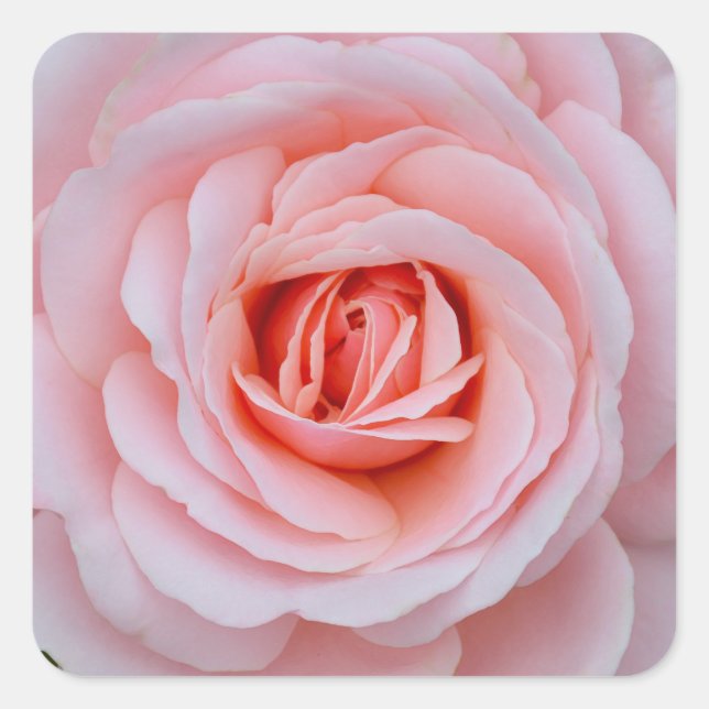 Lovely pink rose square sticker (Front)
