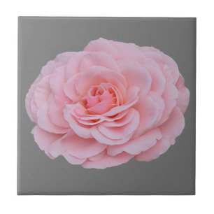 Lovely pink rose tile