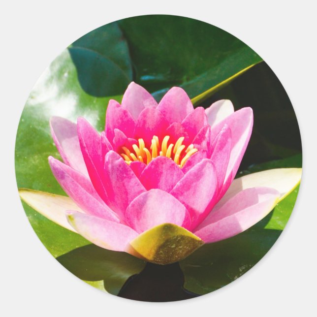 Lovely Pink water lily with green leaves Classic Round Sticker (Front)