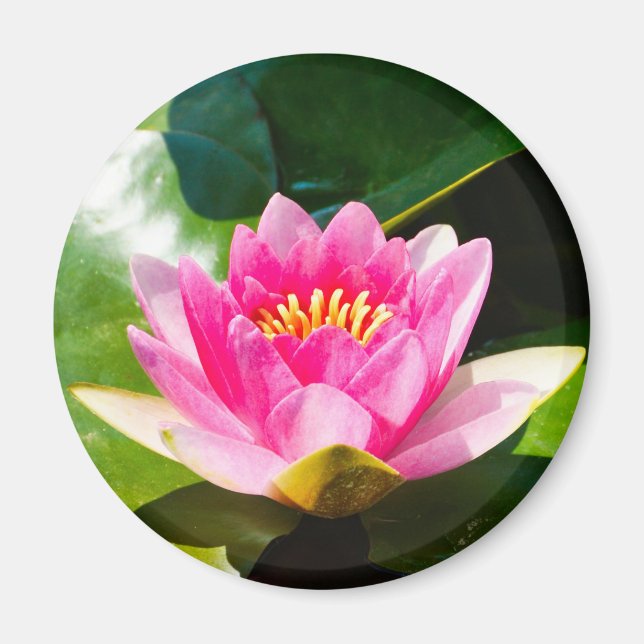 Lovely Pink water lily with green leaves Magnet (Front)