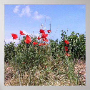 Lovely Poster of Red Poppies and Vines