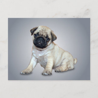 Lovely Pug Postcard
