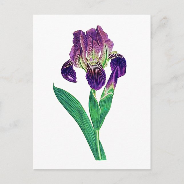 Lovely Purple Dutch Iris Postcard (Front)