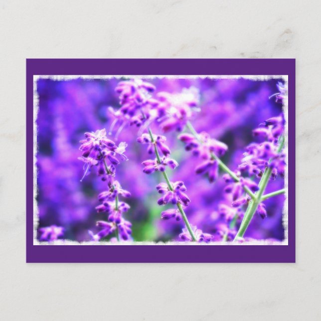 Lovely Purple Flowers Postcard (Front)