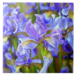 Lovely Purple Irises in May Tile