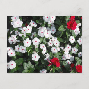 Lovely Red and White Vinca Plants Baltimore Harbou Postcard