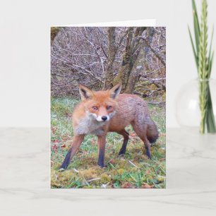 Lovely Red Fox Wildlife Scene for Animal Lovers Card