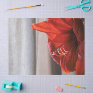 Lovely Red Lion Amaryllis Flower Photo Tissue Paper