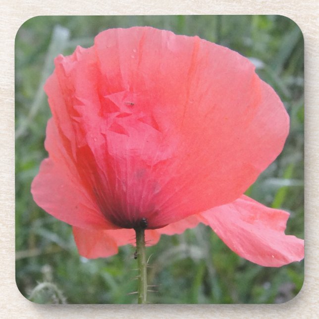 Lovely red poppy coaster (Front)