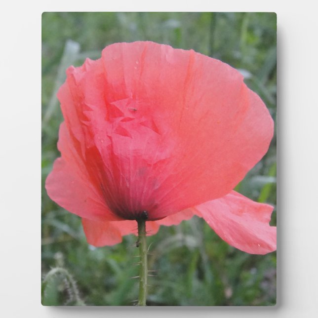 Lovely red poppy plaque (Front)