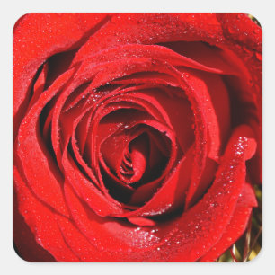 Lovely Red Rose Photograph Square Sticker