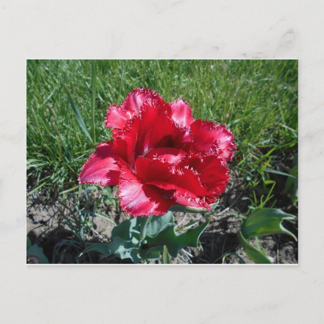 Lovely Red Tulip Postcard (Front)