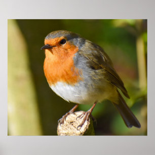 Lovely Robin  Poster