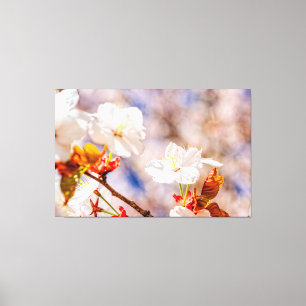 Lovely Sakura Flower On A Sunny Day Of Spring Canvas Print