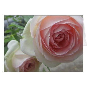 Lovely Soft Pink Pierre De Ronsard Rose Cards