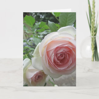 Lovely Soft Pink Pierre De Ronsard Rose Cards