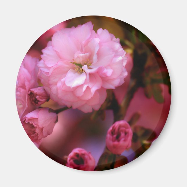 Lovely Spring Pink Cherry Blossoms Magnet (Front)
