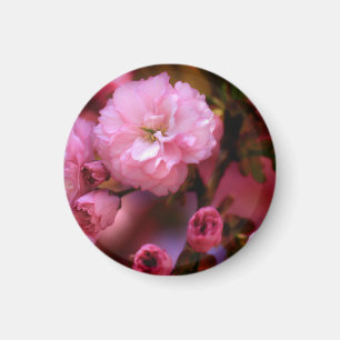 Lovely Spring Pink Cherry Blossoms Magnet