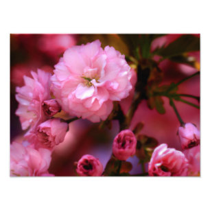 Lovely Spring Pink Cherry Blossoms Photo Print