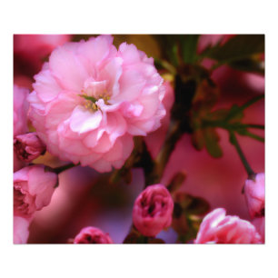 Lovely Spring Pink Cherry Blossoms Photo Print