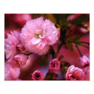 Lovely Spring Pink Cherry Blossoms Photo Print