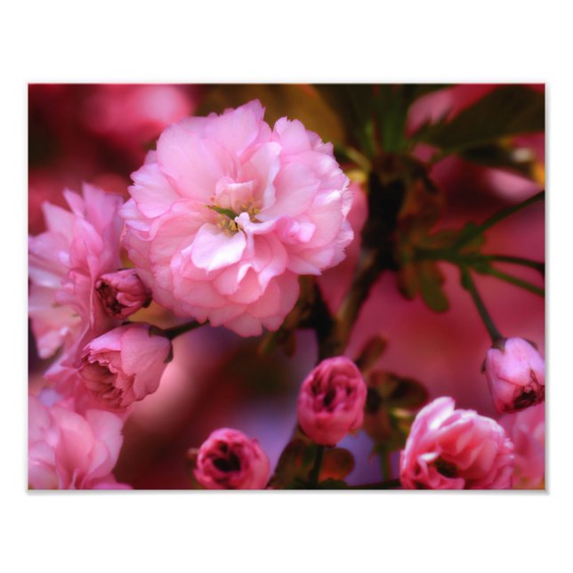 Lovely Spring Pink Cherry Blossoms Photo Print (Front)