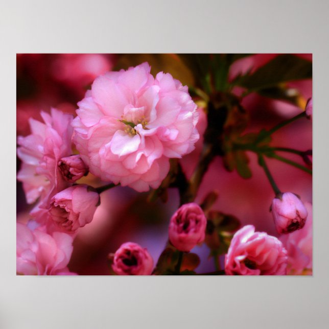 Lovely Spring Pink Cherry Blossoms Poster (Front)