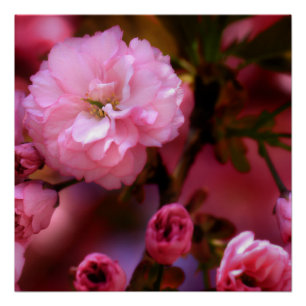 Lovely Spring Pink Cherry Blossoms Poster