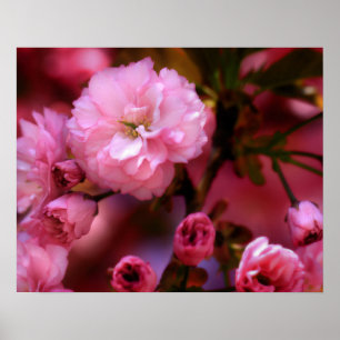 Lovely Spring Pink Cherry Blossoms Poster