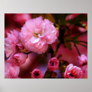 Lovely Spring Pink Cherry Blossoms Poster