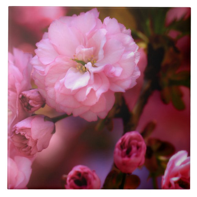 Lovely Spring Pink Cherry Blossoms Tile (Front)