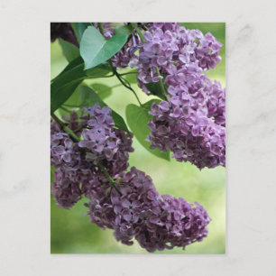 Lovely Spring Postcard