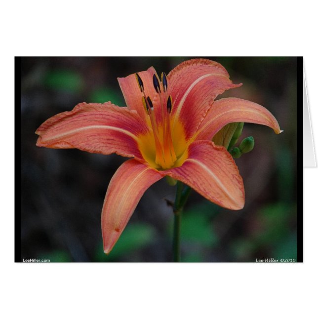 Lovely Tawny Daylily Apparel and Gifts (Front Horizontal)