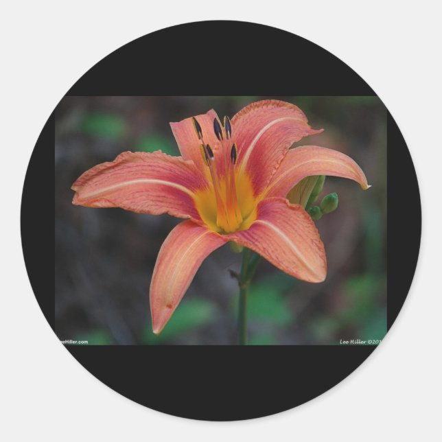 Lovely Tawny Daylily Apparel and Gifts Classic Round Sticker (Front)