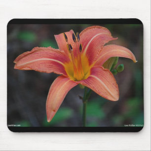 Lovely Tawny Daylily Apparel and Gifts Mouse Mat