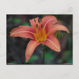 Lovely Tawny Daylily Apparel and Gifts Postcard