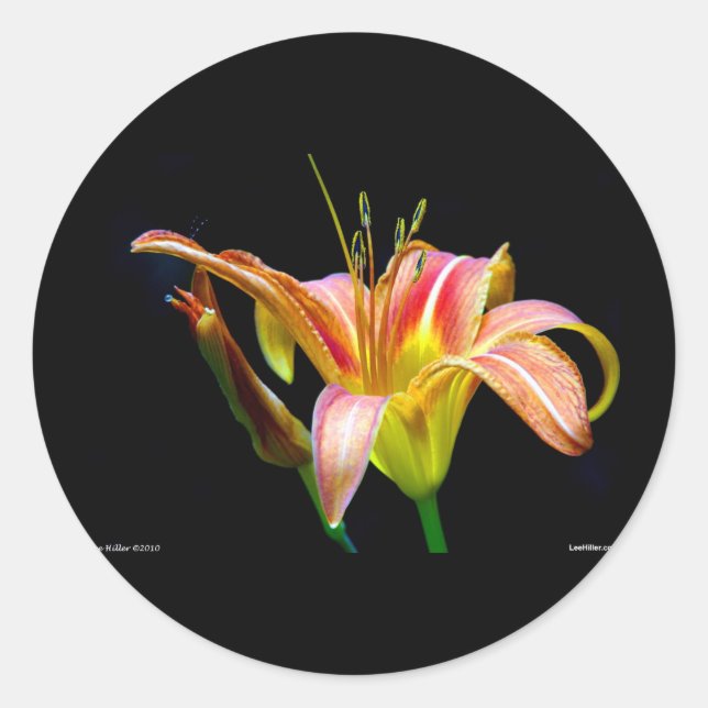 Lovely Tawny Daylily II Apparel and Gifts Classic Round Sticker (Front)