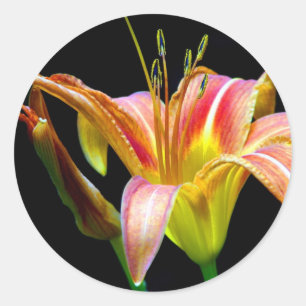 Lovely Tawny Daylily II Apparel and Gifts Classic Round Sticker
