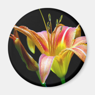 Lovely Tawny Daylily II Apparel and Gifts Magnet